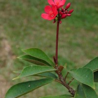 Jatropha integerrima Jacq.